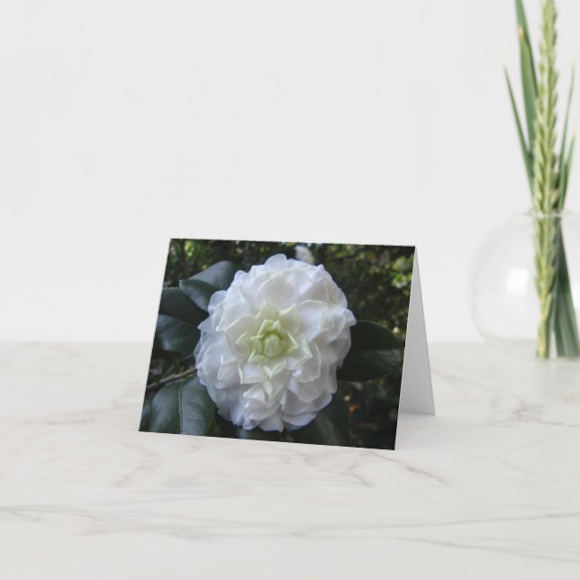 Carte photo pliée photo Camelia blanche (Devant)