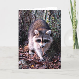 Carte Photo Raccoon
