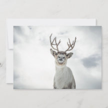 Carte photo Reindeer