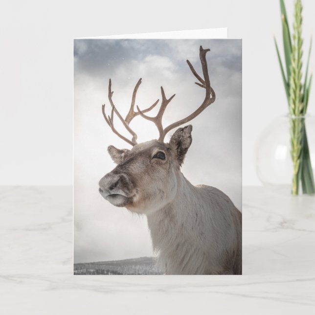 Carte Photo Reindeer (Devant)