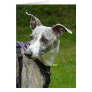 Carte photo Whippet