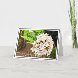 Carte Photo White Viburnum Pink Bufs et Green Foliing
