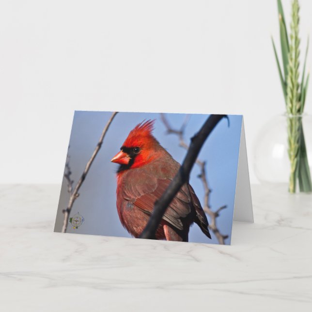 Carte Photographie cardinale masculine de Lee Hiller (Devant)