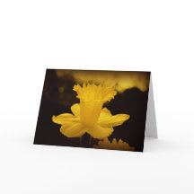 Photographie de la nature