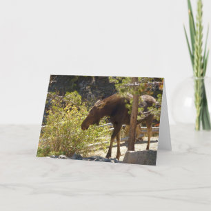 Carte Photographie de la nature des orignaux des Rocheus