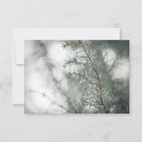 Photographie de la nature du genièvre commun