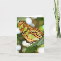 Photographie de la nature Observation des papillon