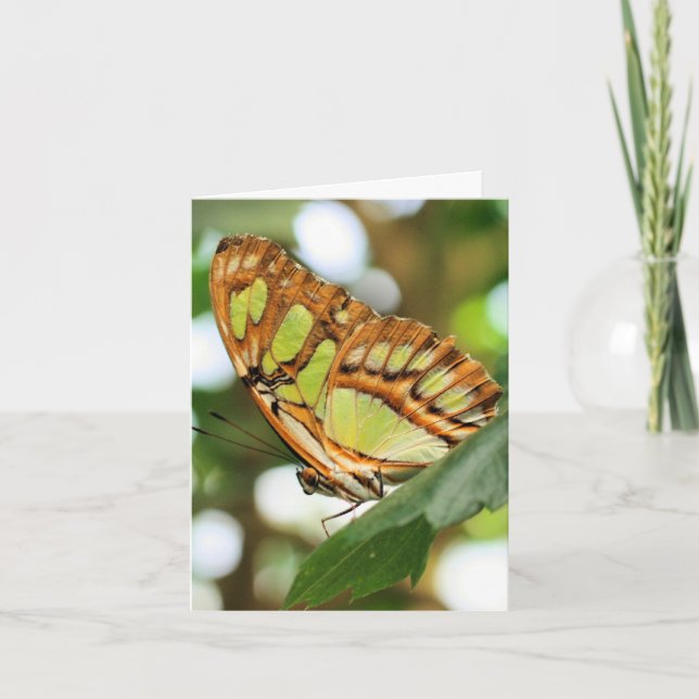 Carte Photographie de la nature Observation des papillon (Devant)