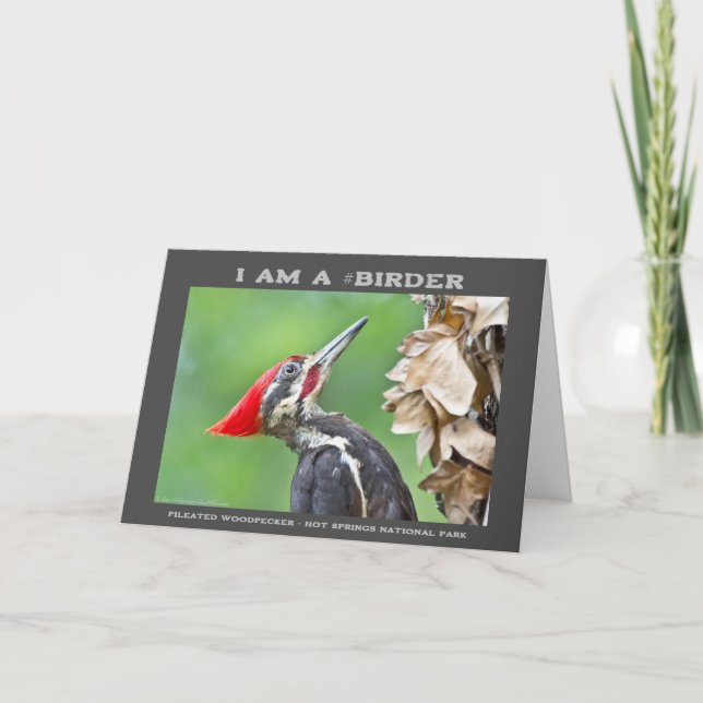 Carte Photographie de la nature Oiseau de pic pilé (Devant)
