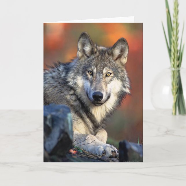 Carte Photographie de loup (Devant)