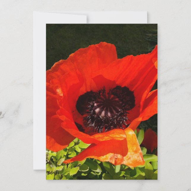 Carte Photographie de macro à fleurs de pavot (Devant)