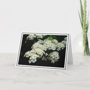 Carte Photographie de White Spirea Bush et Green Foliage