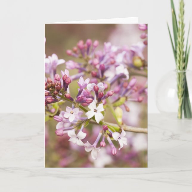 Carte Photographie des fleurs de Lilac printanières (Devant)