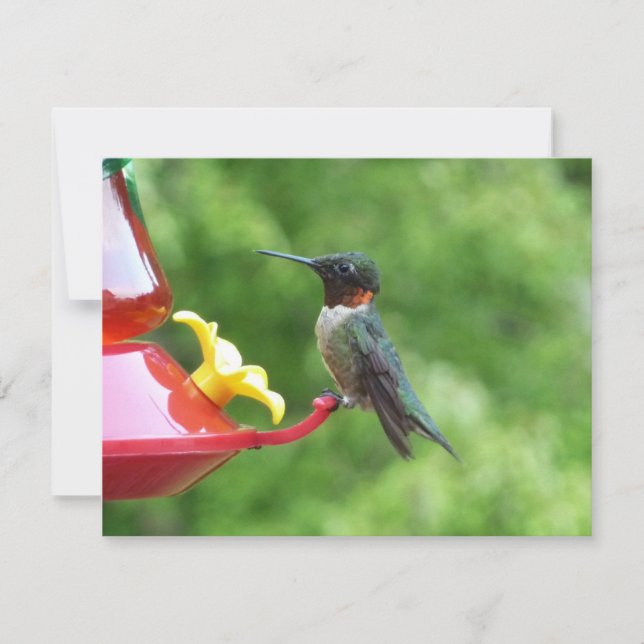 Carte Photographie d'oiseau de colibri à gorge rubis (Devant)