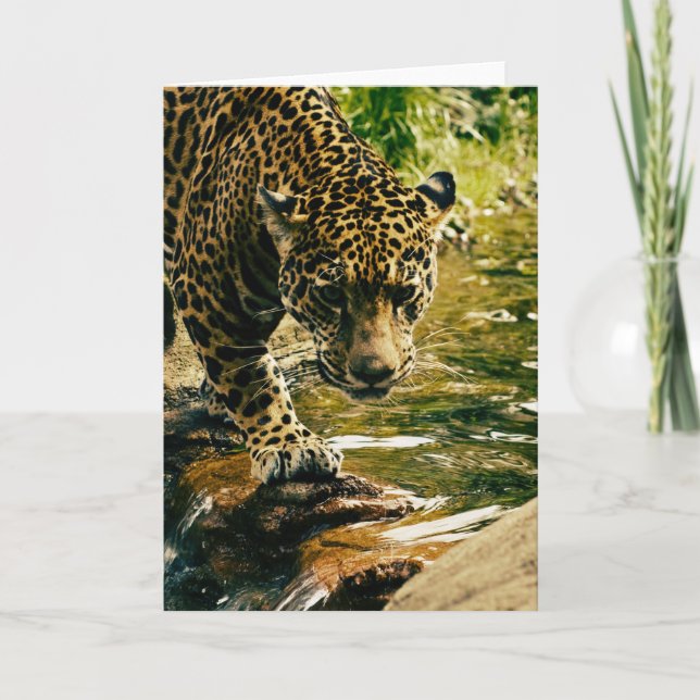 Carte Photographie d'un léopard traversant un ruisseau (Devant)