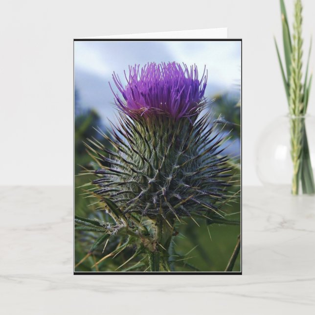 Carte Photographie écossaise de beaux-arts de chardon (Devant)