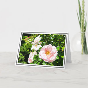 Carte Photographie Rose rose pâle avec feuillage vert