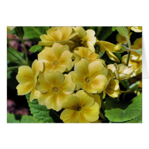 Carte photographique à fleurs de Primrose jaune