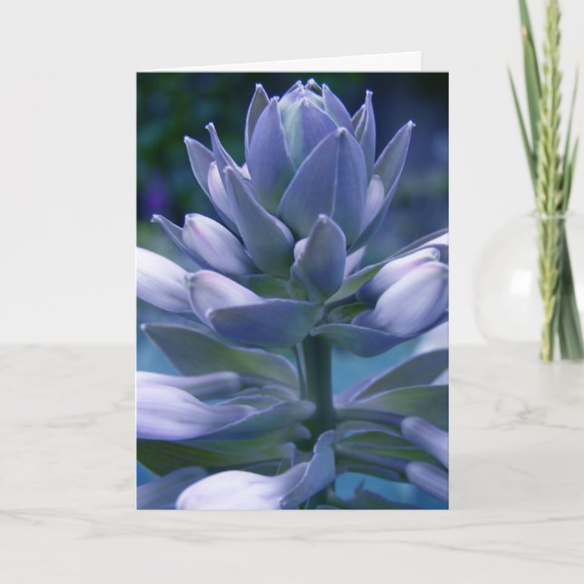 Carte "photographique" Blue Hosta (Devant)