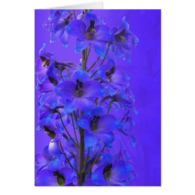 Carte photographique quotidienne Delphinium (Devant)