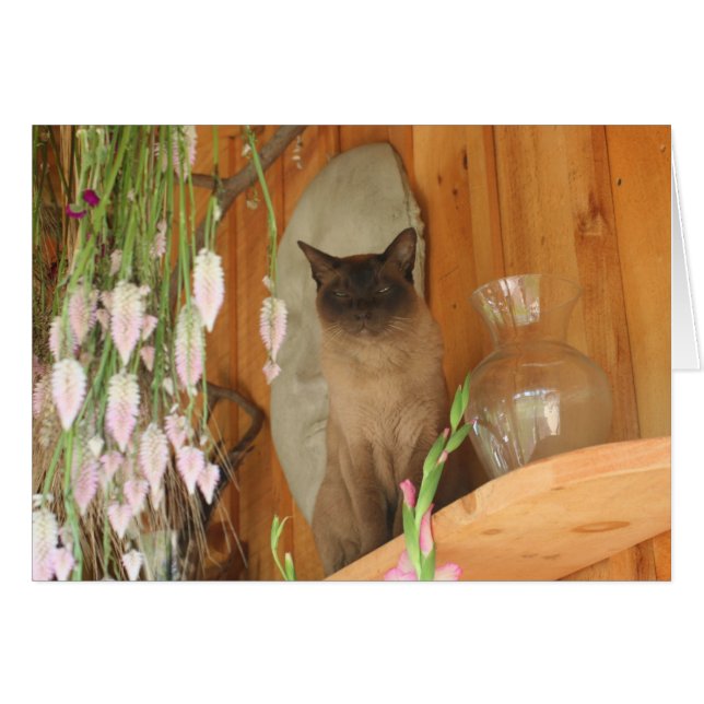 Carte photographique Siamese Chat Posing #1 (Devant Horizontal)