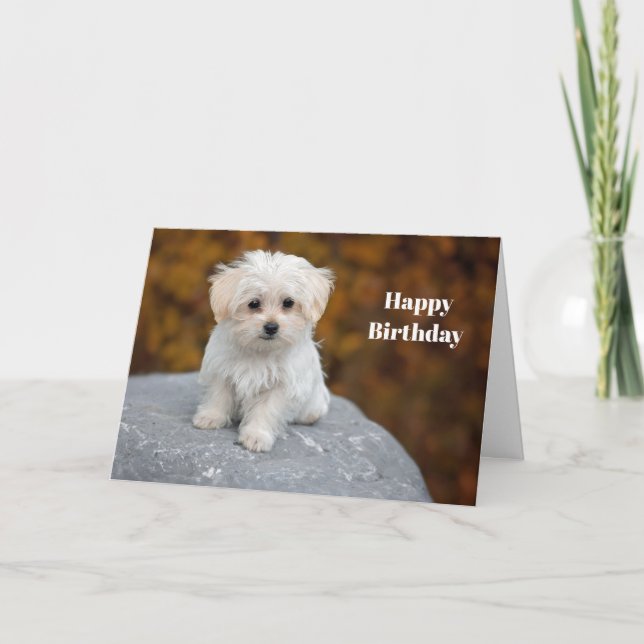 Carte Photos de Chiot Blanc Maltais Anniversaire (Devant)