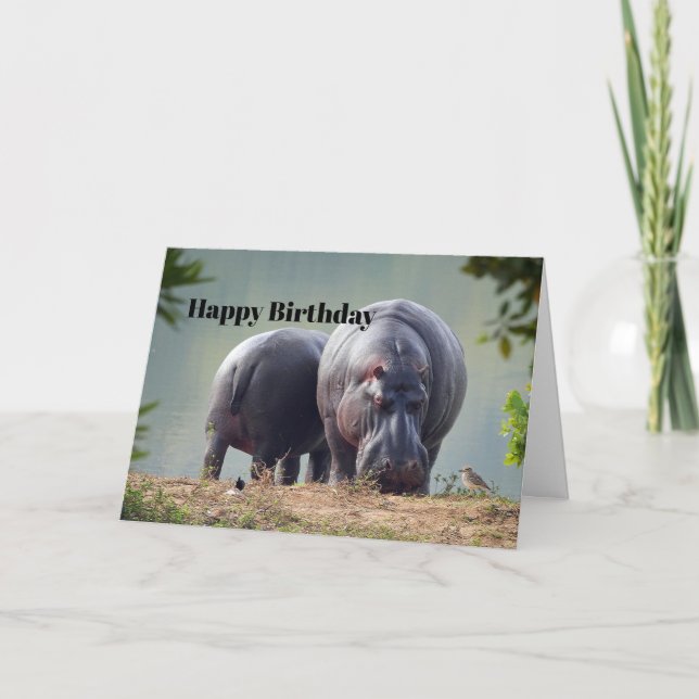 Carte Photos d'Hippo Faune (Devant)