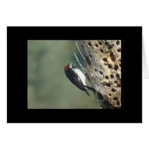 Carte Pic Acorn