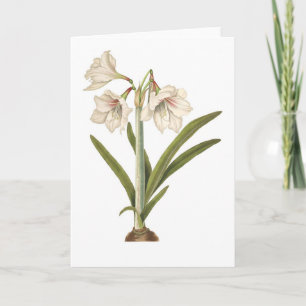 Carte Picta d'amaryllis