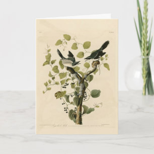 Carte Pie-grièche migratrice des oiseaux d'Amérique d'Au