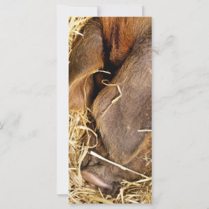 CARTE PIG