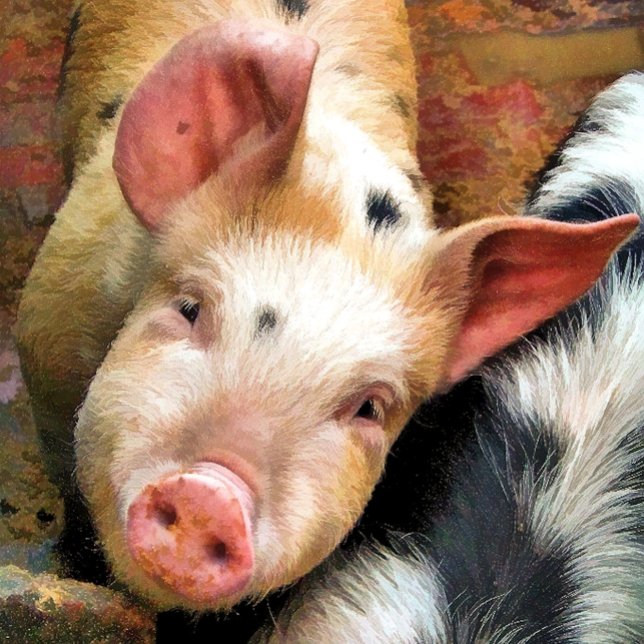 CARTE PIG (Créateur téléchargé)