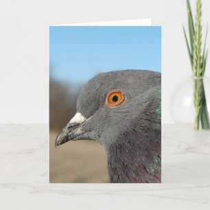 Carte Pigeon