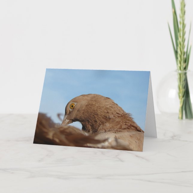 Carte Pigeon (Devant)