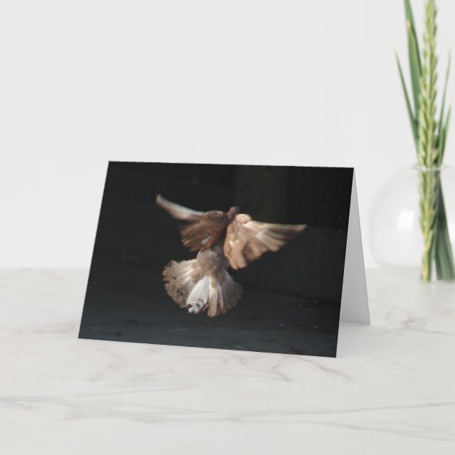 Carte Pigeon De La Queue De Ventilateur En Vol (Devant)