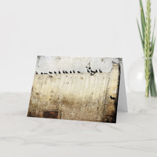 Carte Pigeons sur un toit
