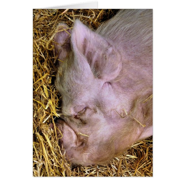 CARTE PIGS (Devant)