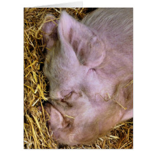 CARTE PIGS