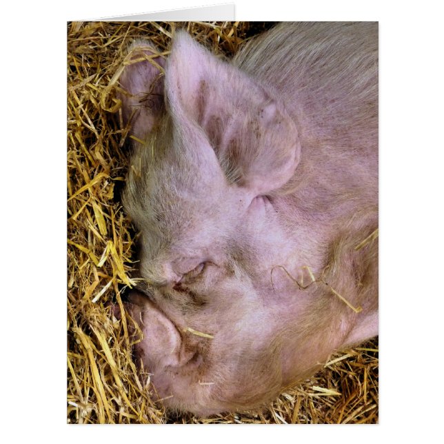 CARTE PIGS (Devant)