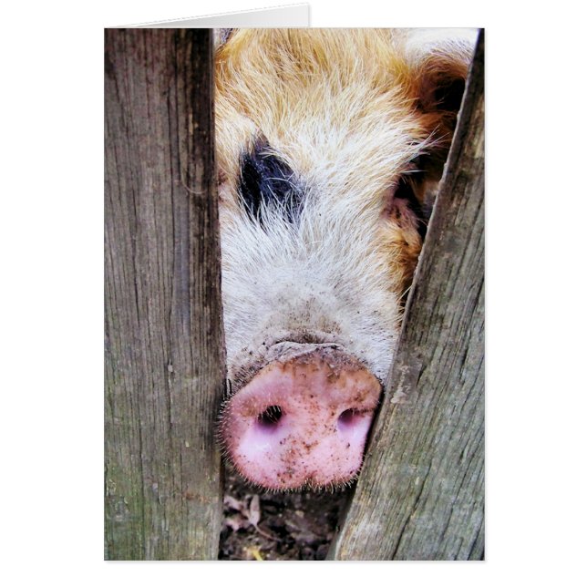 CARTE PIGS (Devant)