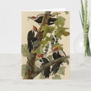 Carte Pileated Woodpecker from Audubon Birds of America