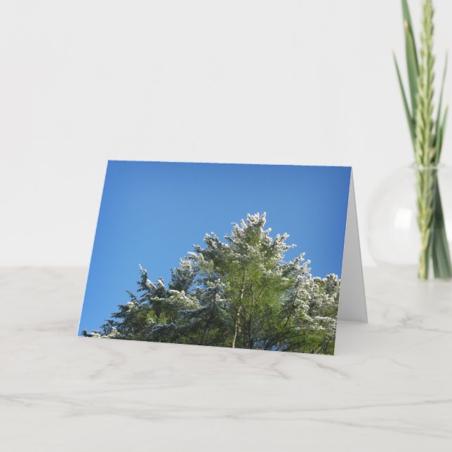 Carte Pin à pointes de neige sur le ciel bleu (Devant)