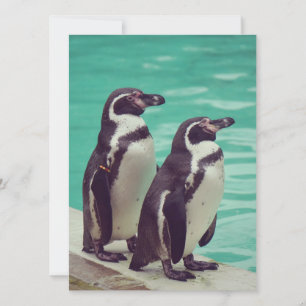 Carte Pingouins