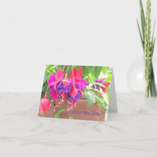CARTE PINK AND PURPLE FUCHSIA CASCADING FROM CLAY POT