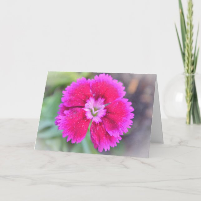 Carte Pink Dianthus Sweet William Gertie's Garden (Devant)