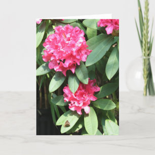 Carte Pink Rhododendron with small Butterfly Greeting