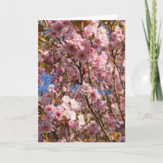 Carte Pink Spring Cherry Blossom