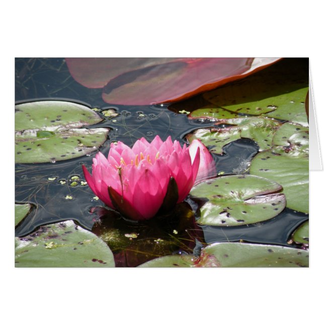 Carte Pink Water Lily (Devant Horizontal)