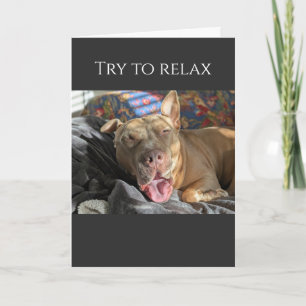 Carte Pit Bull essaie de se détendre pour aller mieux