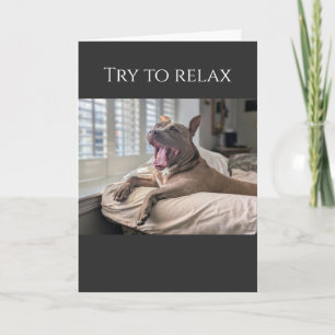 Carte Pit Bull essaie de se détendre pour aller mieux